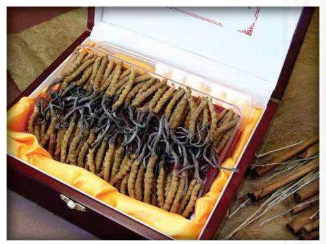 南头镇冬虫夏草回收